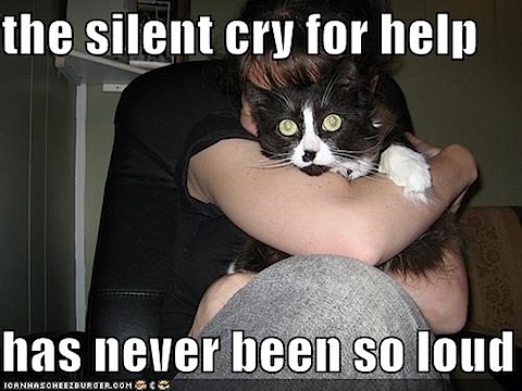 funny-pictures-silent-cry-for-help-cat.jpg